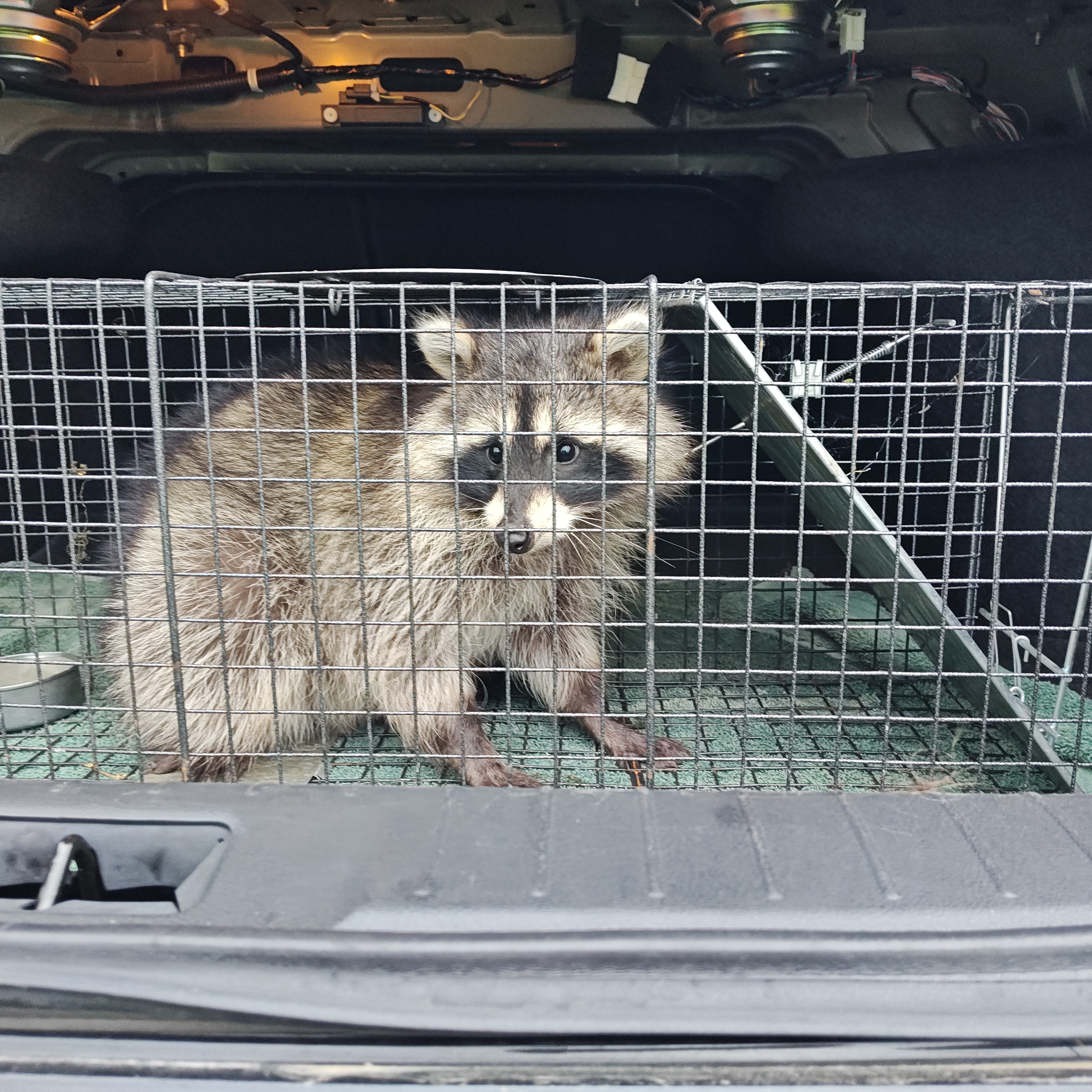 This raccon snuck into my dads house the night before our trip.
